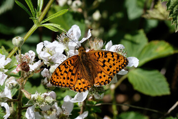 A Dark Green Fritillary nectaring on Bramble flowers.