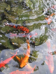 Close up of many colorful Koi fish in a man-made pond located in Phoenix, Arizona