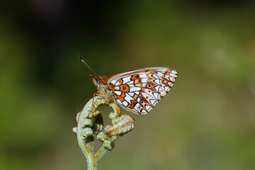 A Small Pearl-bordered Fritillary Butterfly Perched on Bracken.