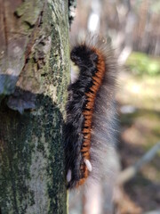 caterpillar on a leaf