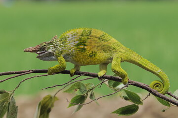 Fischer Chameleon perches on branch 