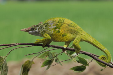Fischer Chameleon perches on branch 