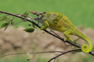 Fischer Chameleon perches on branch 