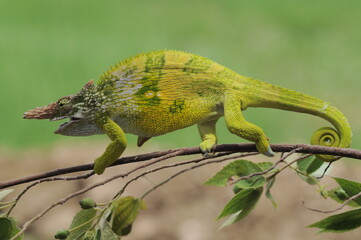 Naklejka premium Fischer Chameleon perches on branch 