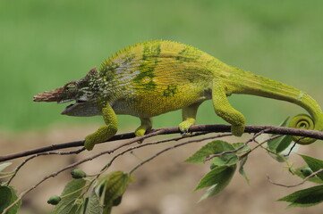 Fischer Chameleon perches on branch 