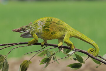 Fischer Chameleon perches on branch 