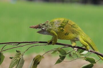 Fischer Chameleon perches on branch 