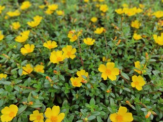 Obraz premium yellow flowers in the garden