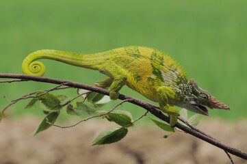 Fischer Chameleon perches on branch 