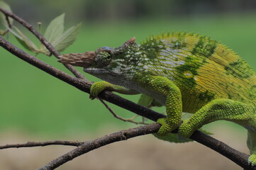 Fischer Chameleon perches on branch 