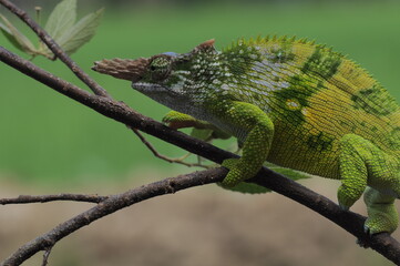 Fischer Chameleon perches on branch 