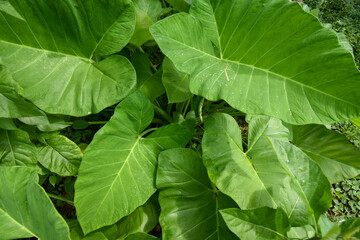 Taro leaves