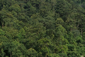 Fototapeta na wymiar beautiful trees in the tropical jungle of the island of Java, Indonesia
