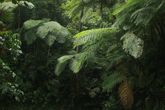 beautiful fern trees in the tropical jungle of the island of Java, Indonesia
