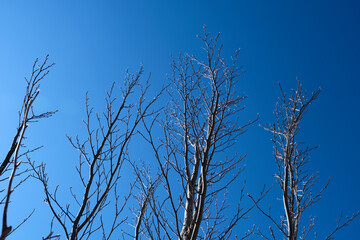 冬の晴れた空とシャラの木