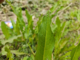 green leaf for background.Green leaves on bokeh background.beautiful leaf nature texture. 