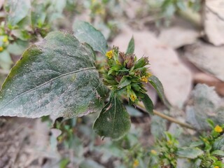 green leaf for background.Green leaves on bokeh background.beautiful leaf nature texture. 