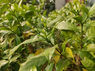 green leaf for background.Green leaves on bokeh background.beautiful leaf nature texture. 