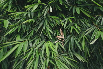 Bamboo leaves