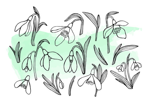 set of modern abstract graphic illustrations of flowers of snowdrops, leaves, for decorating cards or any design. vector design illustration
