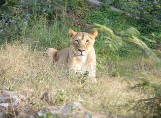 lion in the grass