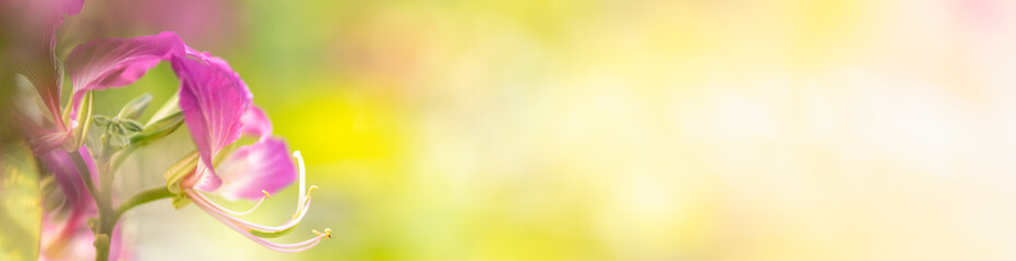 Nature of flower in garden using as cover page background natural flora wallpaper or template brochure landing page design