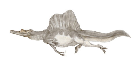 スピノサウルス　恐竜　　白亜紀前期から後期の現在のアフリカ大陸の北部に生息していたとされる。ティラノサウルスよりも大型で獣脚類としては最大級。背中に特徴的な大きく広い帆状の突起をもっていた。歯の形状は細く鋭い。ワニに似た形状であり、前足の爪の構造からも魚食中心の肉食恐竜であるとされる新たな尾骨の発見で半陸半水の生態が強くなった。これは背景を省略したイラスト。