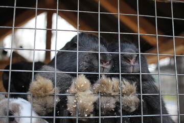 Fototapeta premium rabbits in a cage animals furry paws behind bars