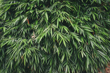 Bamboo leaves