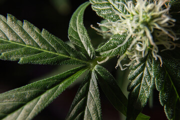 Young cannabis inflorescences and leaves with trichomes close-up