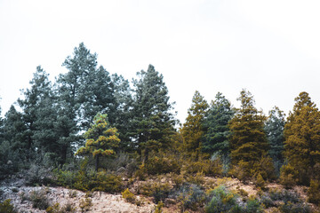 Fototapeta na wymiar colorful evergreen pine trees on a mountain