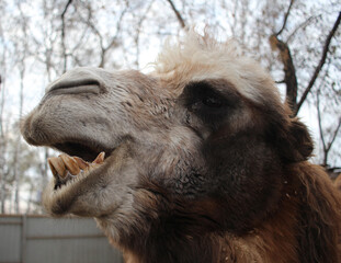 the shaggy camel is a dangerous animal bared its teeth on its muzzle bites with its fangs