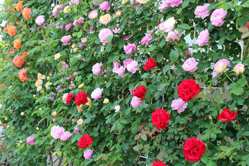 Fototapeta premium 満開の薔薇