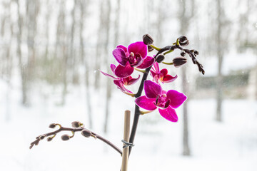 Orchid with a winter background landscape
