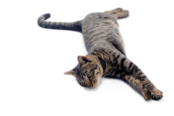 Happy tabby cat isolated on white background