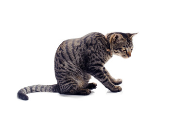 Happy tabby cat isolated on white background