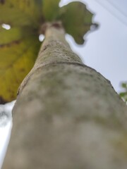 nature background texture. Green leaves on bokeh background.beautiful leaf nature texture.