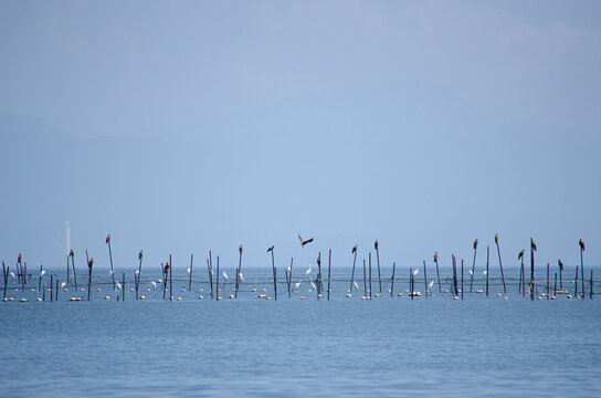 湖上の魞で休憩する鳥