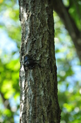 樹木につかまったカブトムシ