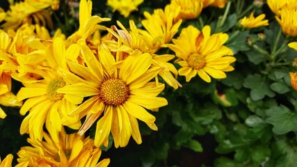 beautiful sun yellow flowers in the garden with green leaves 