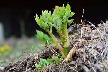 ウドの春の新芽は新鮮