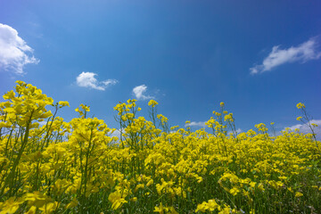 春の青空と菜の花畑