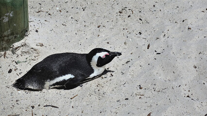 The penguin is resting on the sand of the beach. Brilliant black and white plumage, eyes closed. Close-up. South Africa. Cape Town