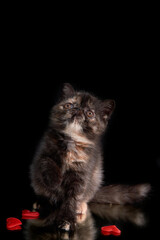 Fototapeta na wymiar An exotic shorthair kitten plays with hearts on a dark background. Valentine's Day. March 8 is Women's Day.