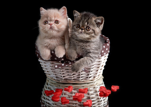 An exotic shorthair kitten sits in a wicker basket with hearts on a dark background. Valentine's Day.