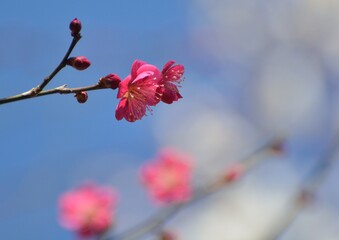 早春に咲く紅梅の花