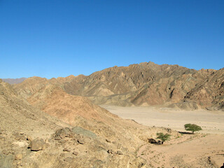 A wadi with Acacia trees in Sinai