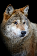 Close up view Wolf portrait. Wild animal on a black background