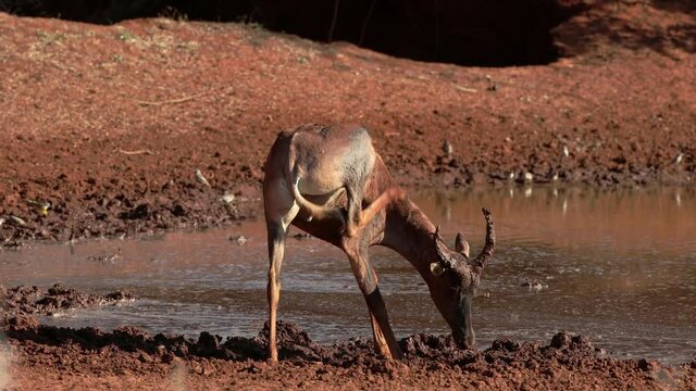A tsessebe antelope (Damaliscus lunatus) playing in mud at a waterhole, Mokala National Park, South Africa