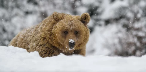 Foto op Aluminium Close wild big brown bear in winter forest © byrdyak